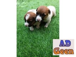 used Pure breed Jack Russell terrier puppies for sale 
